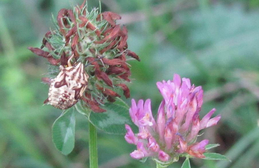 Pentatomidae: ninfa di Carpocoris sp del Piemonte (BI)